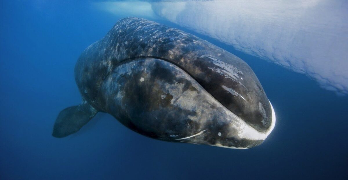 Bowhead Whale by Tonya