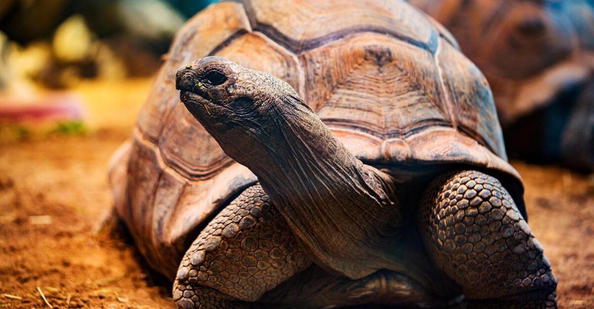tortoise animal wildlife turtle galapagos tortoise reptile nature ectothermic tortoise tortoise tortoise tortoise tortoise turtle turtle