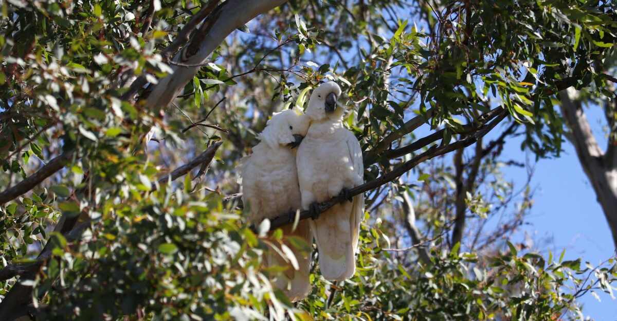 Two white cockatoos nestled together on a tree branch with lush green leaves