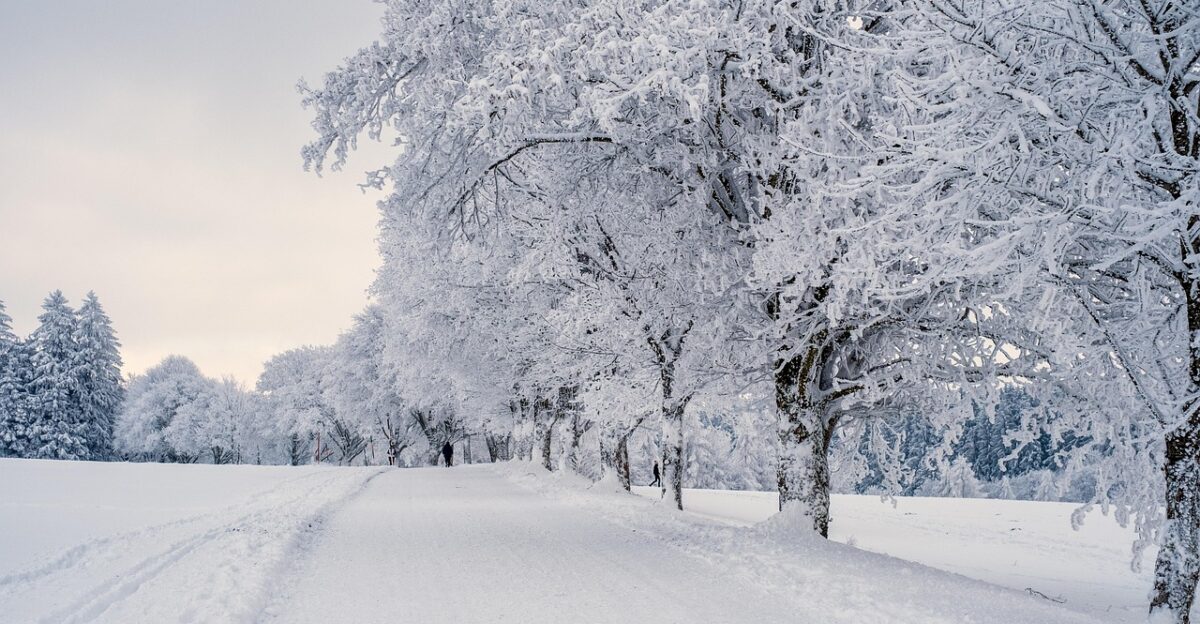 snow landscape trees winter landscape snow landscape cold covered in snow nature winter snow snow snow snow winter winter winter winter winter