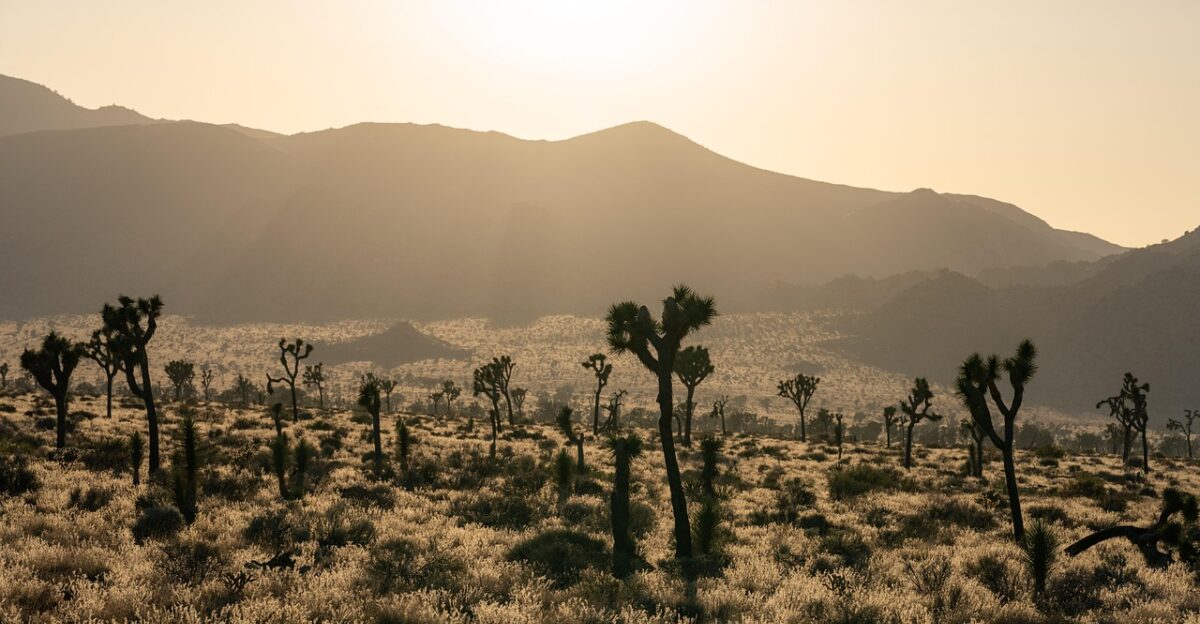 desert trees sky sunset outdoors mountains nature california landscape