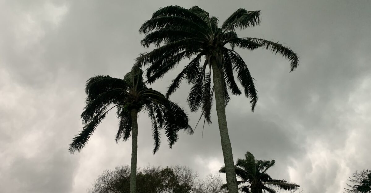 Palm trees on farm blown by wind This photo was taken during a raining season when it about to rain