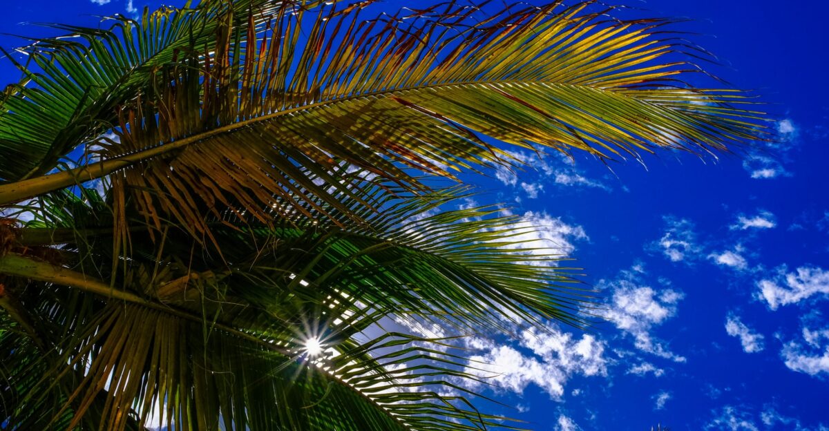 palm tree under blue sky